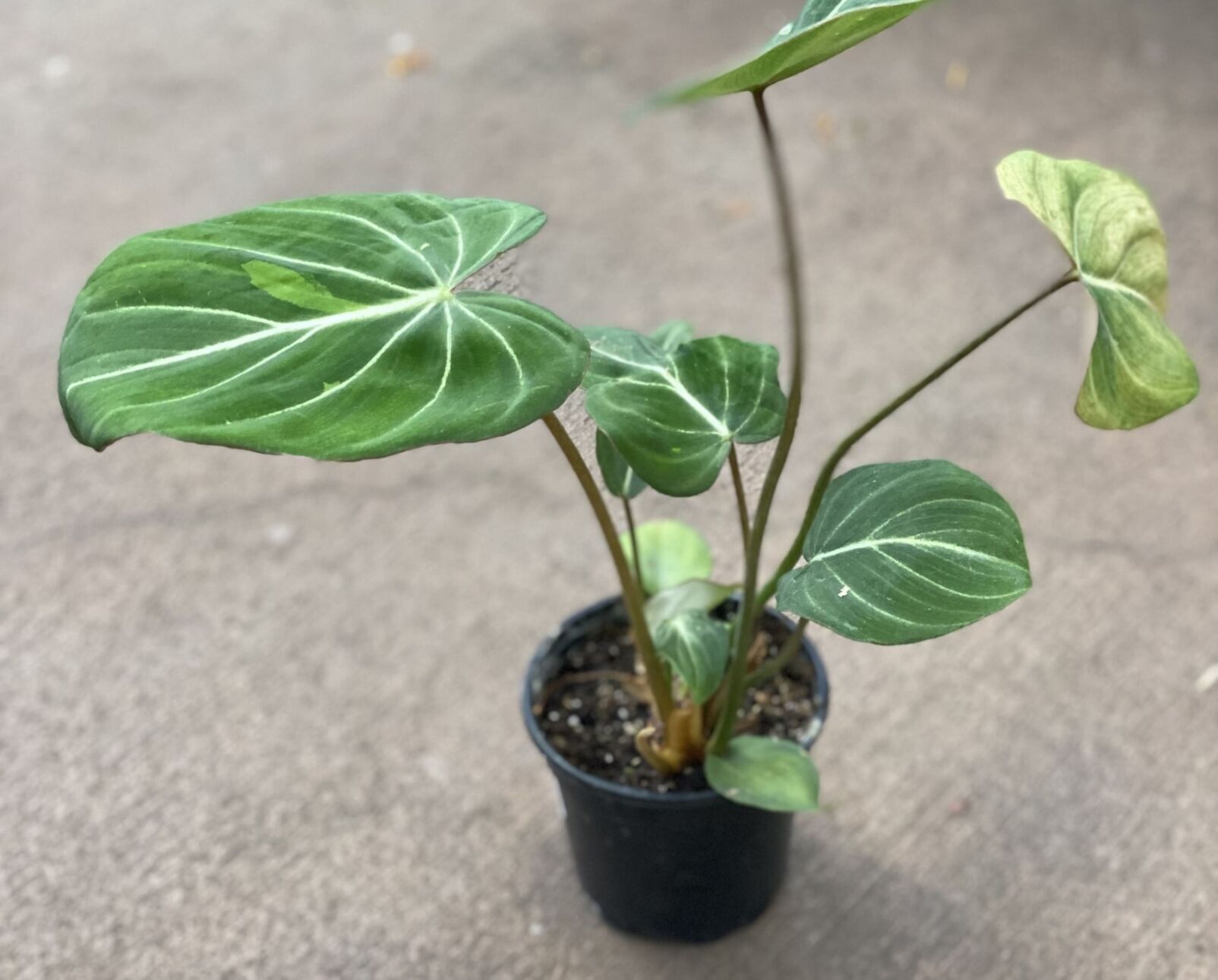 UVM Extension: Gifts for gardeners